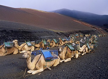 Camel caravan in the volcanic landscape in Montana del Fuego de Timanfaya National Park, Lanzarote, Canary Islands, Spain, Europe