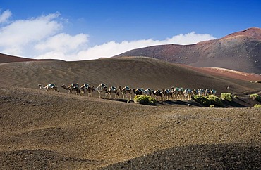 Camel caravan in the volcanic landscape in Montana del Fuego de Timanfaya National Park, Lanzarote, Canary Islands, Spain, Europe