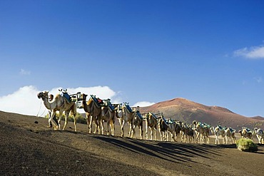 Camel caravan in the volcanic landscape in Montana del Fuego de Timanfaya National Park, Lanzarote, Canary Islands, Spain, Europe