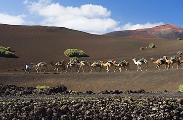 Camel caravan in the volcanic landscape in Montana del Fuego de Timanfaya National Park, Lanzarote, Canary Islands, Spain, Europe