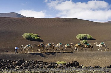 Camel caravan in the volcanic landscape in Montana del Fuego de Timanfaya National Park, Lanzarote, Canary Islands, Spain, Europe