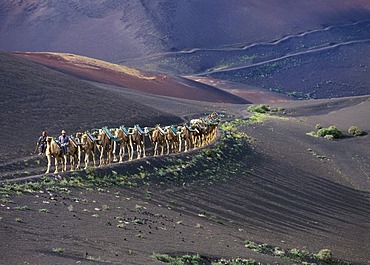 Camel caravan in the volcanic landscape in Montana del Fuego de Timanfaya National Park, Lanzarote, Canary Islands, Spain, Europe