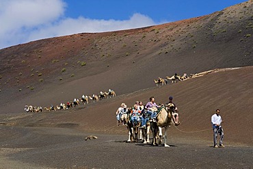 Tourists riding camels in Montana del Fuego de Timanfaya National Park, Lanzarote, Canary Islands, Spain, Europe