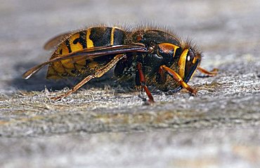 Hornet (Vespa crabro)