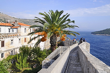 City wall walk, inner courtyard, palm, historic town, Dubrovnik, Croatia, Europe