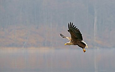 White-tailed Eagle, Sea Eagle (Haliaeetus albicilla)