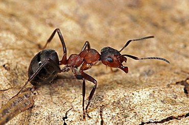 Red wood ant (Formica polyctena)