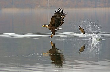 Sea eagle (Haliaeetus albicilla)