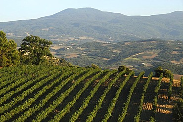 Vineyard in the Orcia Valley with Monte Amiata at back, Tuscany, Italy, Europe