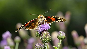 Painted Lady (Vanessa cardui), feeding on a Creeping Thistle (Cirsium arvense), Biosphaerengebiet Schwaebische Alb biosphere reserve, Swabian Alb, Baden-Wuerttemberg, Germany, Europe