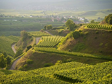 Vineyards of Bickensohl, town of Vogtsburg in the Kaiserstuhl range, village of Oberrotweil at back, Breisgau region, Baden-Wuerttemberg, Southern Germany, Germany, Europe