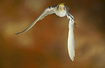 Cockatiel, Quarrion or Weiro (Nymphicus hollandicus) in flight