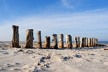 Old wooden groynes on a beach on the Baltic Sea, Prerow, Mecklenburg-Western Pomerania, Germany, Europe