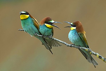 Bee-eaters (Merops apiaster), Pinkafeld, Burgenland, Austria, Europe