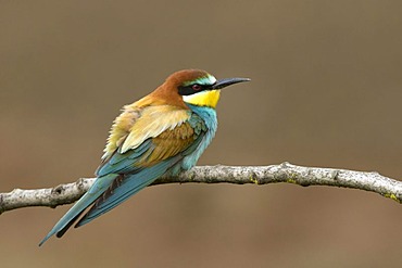 Bee-eater (Merops apiaster), Pinkafeld, Burgenland, Austria, Europe