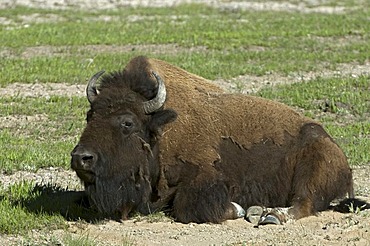 Bison (Bison bison), in a sand bath, Yellowstone National Park, Wyoming, USA, America