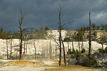 Limestone terraces of Mammoth Hot Springs, Yellowstone National Park, Wyoming, USA, North America