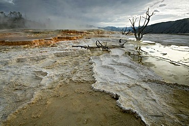 Limestone terraces of Mammoth Hot Springs, Yellowstone National Park, Wyoming, USA, North America