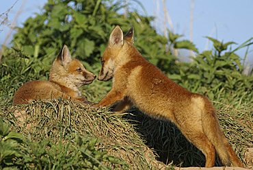 Red Foxes (Vulpes vulpes)