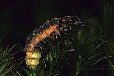 Common Glow-worm (Lampyris noctiluca), female