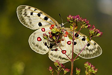 Mountain Apollo butterfly (Parnassius apollo), Biosphaerengebiet Schwaebische Alb biosphere reserve, Swabian Alb, Baden-Wuerttemberg, Germany, Europe