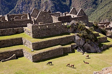 Machu Picchu site, llamas, Peru, South America