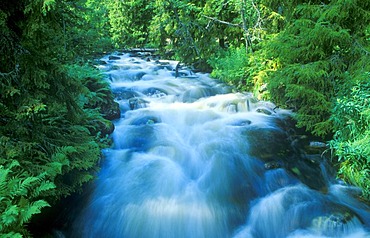 River at Fulufjallet National Park, Sweden, Scandinavia