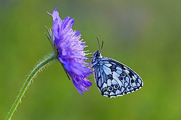 Marbled White (Melanargia galathea), resting on a Field Scabious (Knautia arvensis), covered with dew drops, Biosphaerengebiet Schwaebische Alb biosphere reserve, Swabian Alb, Baden-Wuerttemberg, Germany, Europe