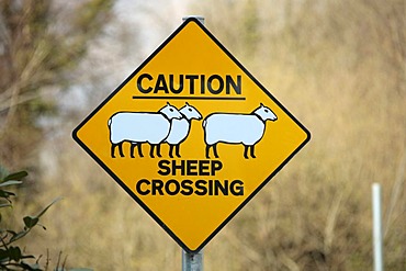 Warning sign, sheep crossing, County Wicklow, Ireland, Europe