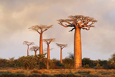 Baobab alley (Adansonia grandidieri), in the evening light, Morondava, Madagascar, Africa