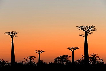 Grandidier's Baobab (Adansonia grandidieri), silhouette of trees at dawn, Morondava, Madagascar, Africa