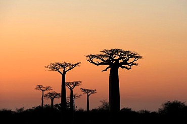 Grandidier's Baobab (Adansonia grandidieri), silhouette of trees at dawn, Morondava, Madagascar, Africa