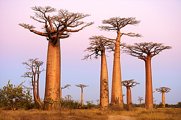 Baobab Alley, Grandidier's Baobab (Adansonia grandidieri), during magic hour, Morondava, Madagascar, Africa