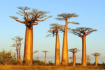 Baobab Alley, Grandidier's Baobab (Adansonia grandidieri), during magic hour, Morondava, Madagascar, Africa