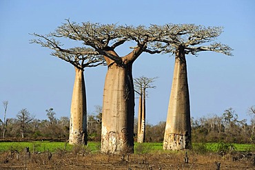 Group of Baobabs (Adansonia grandidieri), Morondava, Madagascar, Africa