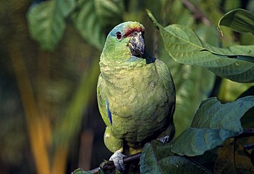 Festive Parrot (Amazona festiva), Río Negro, Amazonas State, Brazil, South America