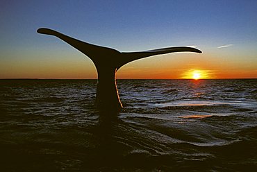 Southern Right Whale (Eubalaena australis), Valdez Peninsula, Chubut Province, Argentina, South America