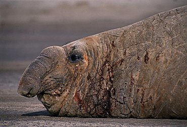 Southern Elephant Seal (Mirounga leonina), Valdez Peninsula, Chubut Province, Argentina, South America