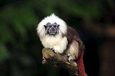 Cottontop Tamarin (Saguinus oedipus), adult in a tree, South America