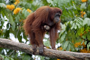 Borneo Orangutan (Pongo pygmaeus), female adult with young in a tree, Asia