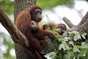 Borneo Orangutan (Pongo pygmaeus), female adult with young in a tree, Asia