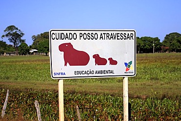 Road sign, capybara (Hydrochoerus hydrochaeris), Transpantaneira road, Pantanal wetland, Brazil, South America