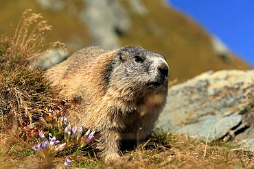 Alpine Marmot (Marmota marmota), adult, Grossglockner Mountain Range, Hohe Tauern National Park, Austria, Alps, Europe