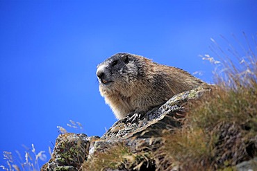 Alpine Marmot (Marmota marmota), adult, Grossglockner Mountain Range, Hohe Tauern National Park, Austria, Alps, Europe