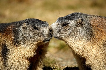 Alpine Marmot (Marmota marmota), two adults, Grossglockner Mountain Range, Hohe Tauern National Park, Austria, Alps, Europe