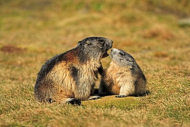 Alpine Marmot (Marmota marmota), half-grown cubs, social behavior, Grossglockner Mountain Range, Hohe Tauern National Park, Austria, Alps, Europe