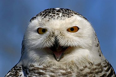 Snowy Owl (Bubo scandiacus), portrait