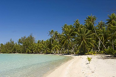 Beach, Fakarava, Havaiki-te-araro, Havai'i or Farea atoll, Tuamotu Archipelago, French Polynesia, Pacific Ocean