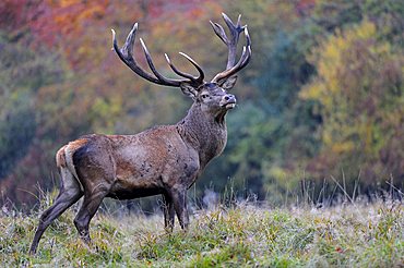 Red deer (Cervus elaphus), stately stag in the rain in autumn, J¾gersborg Dyrehave deer park, Denmark, Scandinavia, Europe