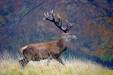 Red deer (Cervus elaphus), stately stag in the rain in autumn, J¾gersborg Dyrehave deer park, Denmark, Scandinavia, Europe